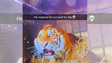 shocked tiger meme